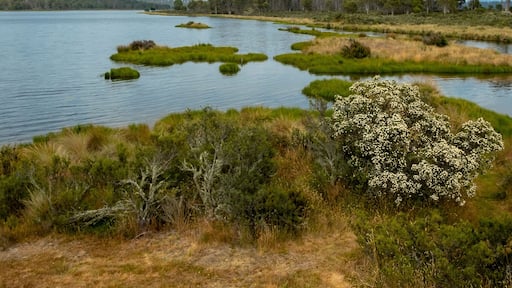 Bronte Lagoon. Beautiful tasmanian lake. Blue cloudy sky. Yellow grass