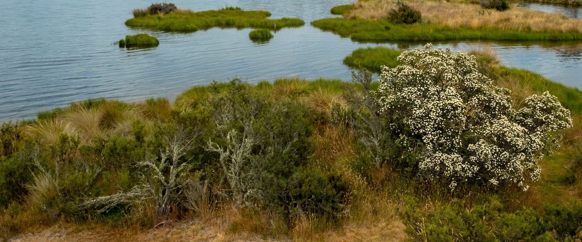 A lake surrounded by grassy areas and trees.
