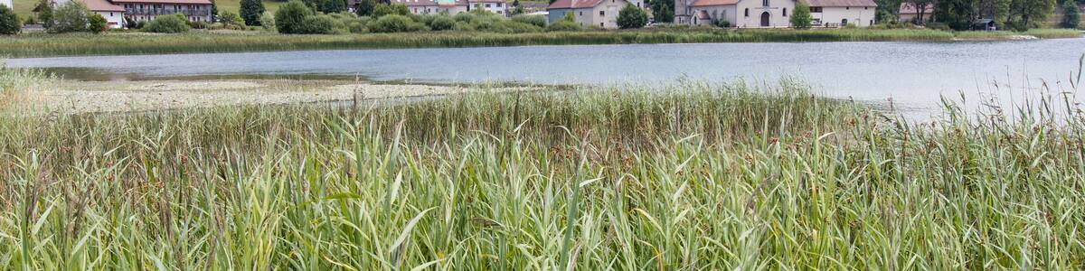 Le lac de l'Abbaye est un lac glaciaire du Jura français près de Saint-Laurent-en-Grandvaux, sur la commune de Grande-Rivière. Le lac est au appelé Lac de Grandvaux ou Lac de Grande-Rivière"