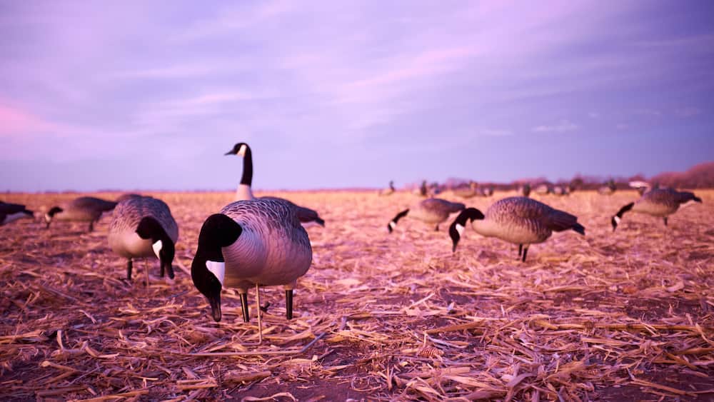 Flock of Canada Geese Grazing in Field at Sunset