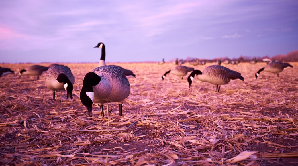 Flock of Canada Geese Grazing in Field at Sunset
