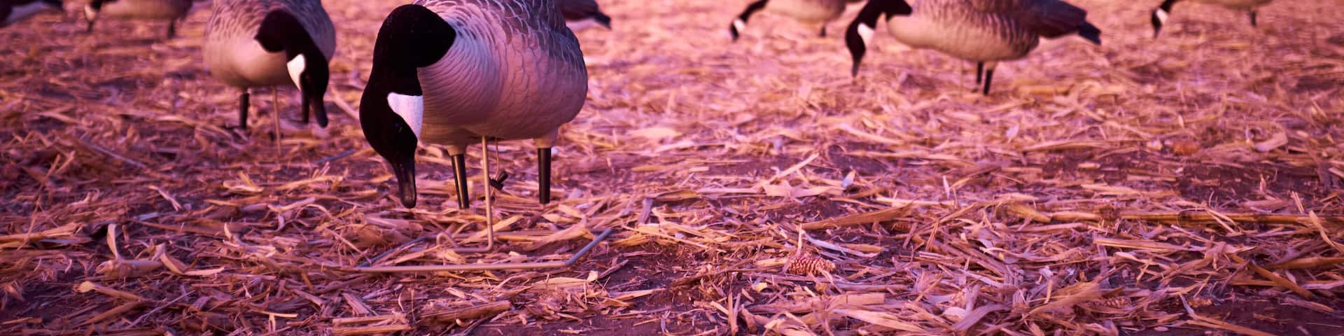 Flock of Canada Geese Grazing in Field at Sunset