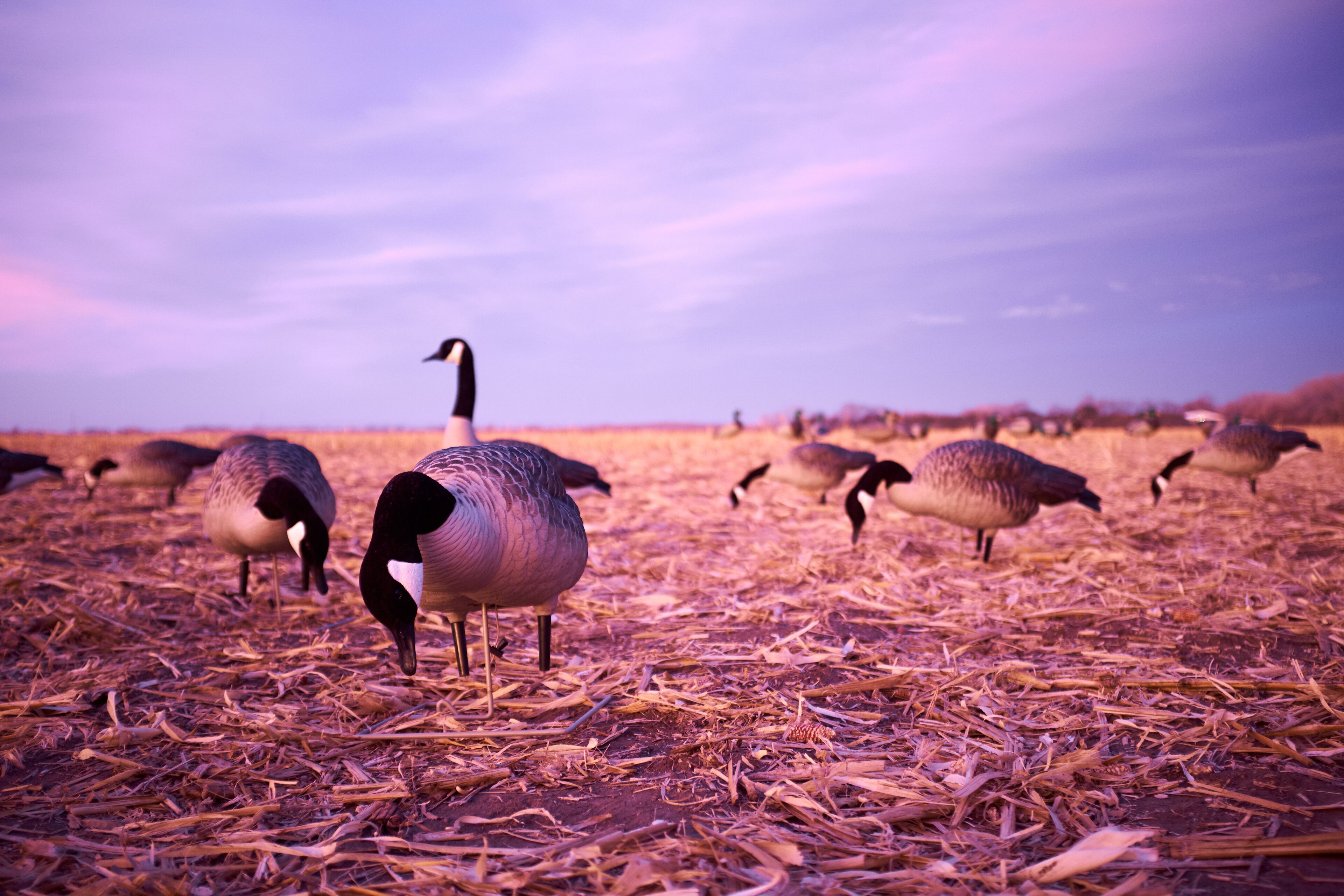 A flock of geese grazing on a field with a purple sky.