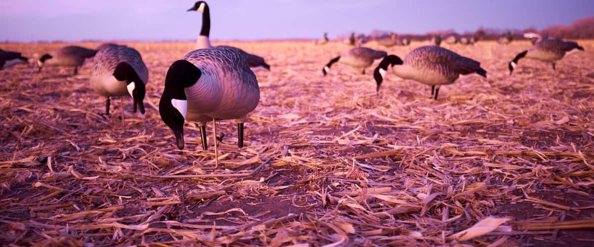 A flock of geese grazing on a field with a purple sky.