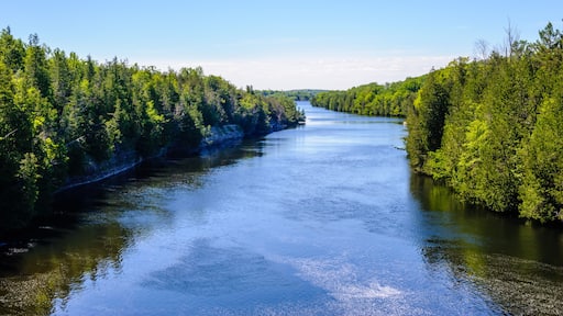 River through forest in summer under blue sky.