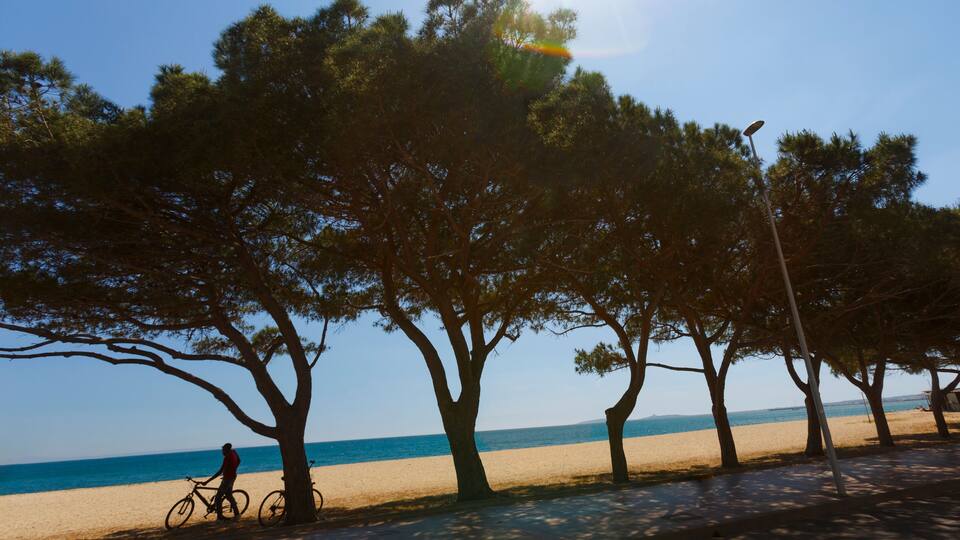 A beach with trees and a person on a bicycle.