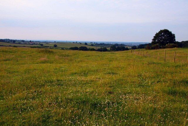 A grassy field with a tree and a fence in the distance.