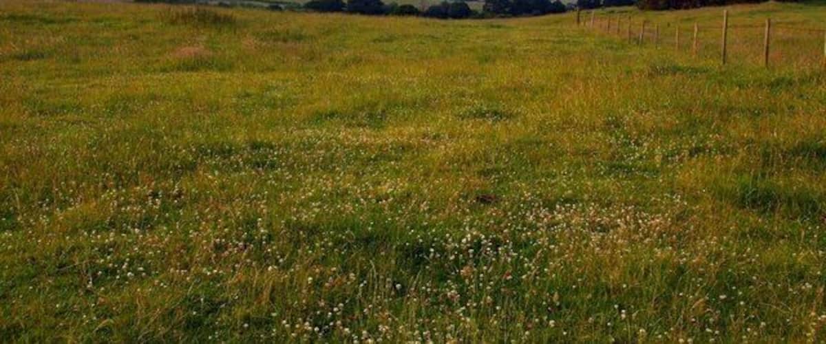 A grassy field with a tree and a fence in the distance.