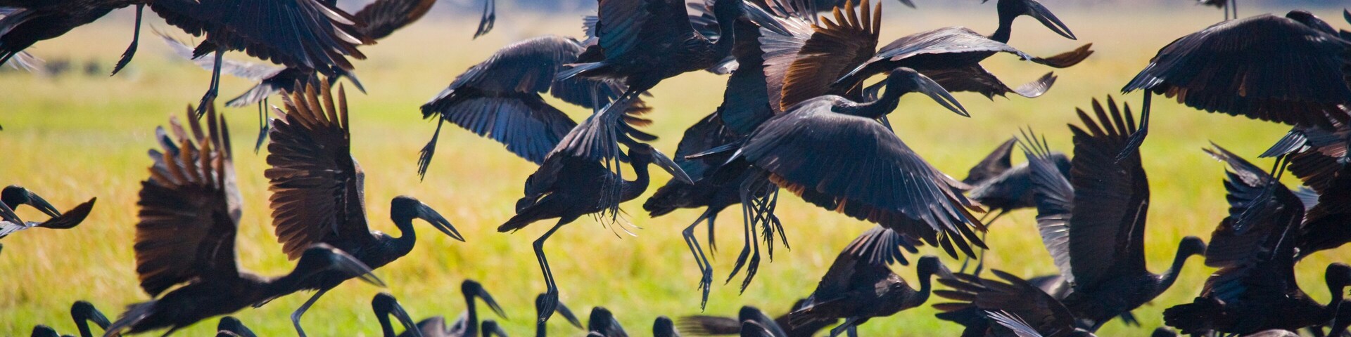 A flock of birds in flight over a field.