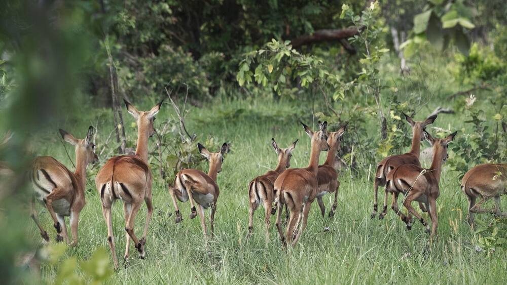 Impala escaping leopard