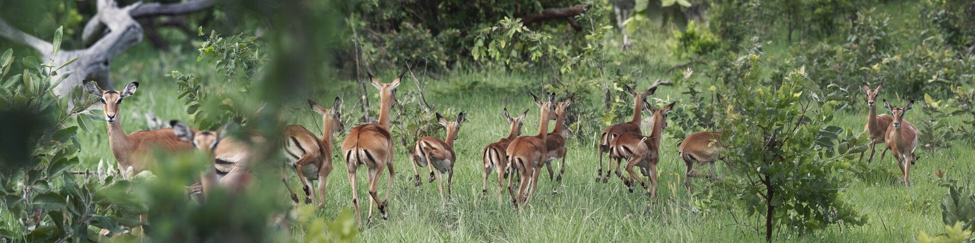 Impala escaping leopard