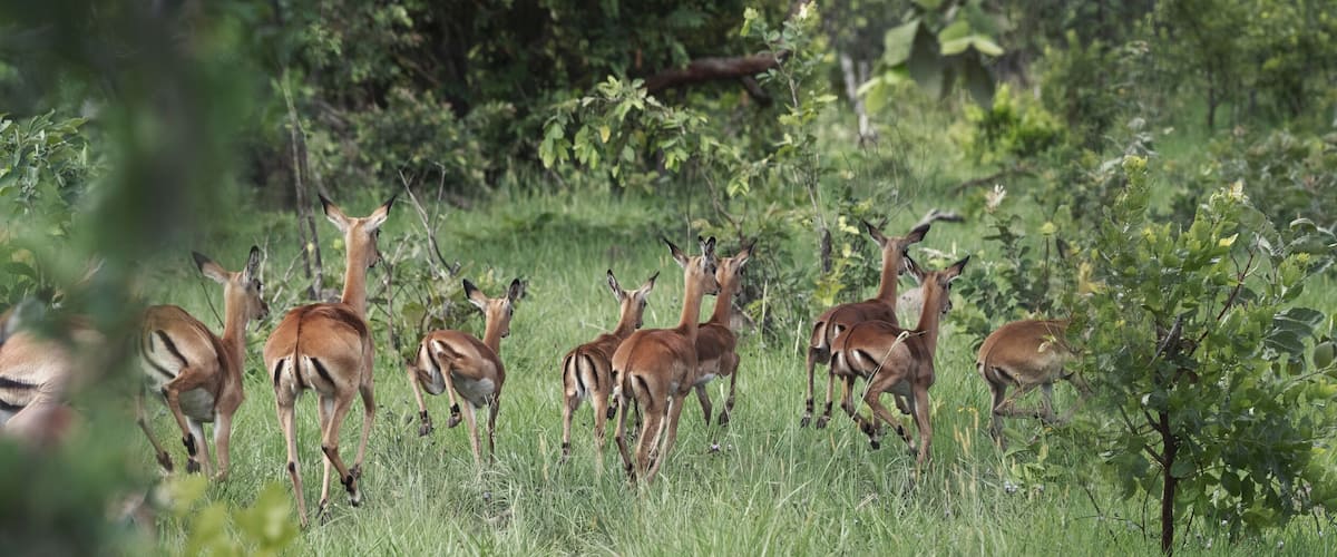A herd of deer in a grassy field with trees in the background.