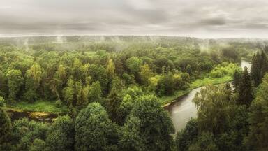 A river winding through a dense forest with mist rising from the trees.
