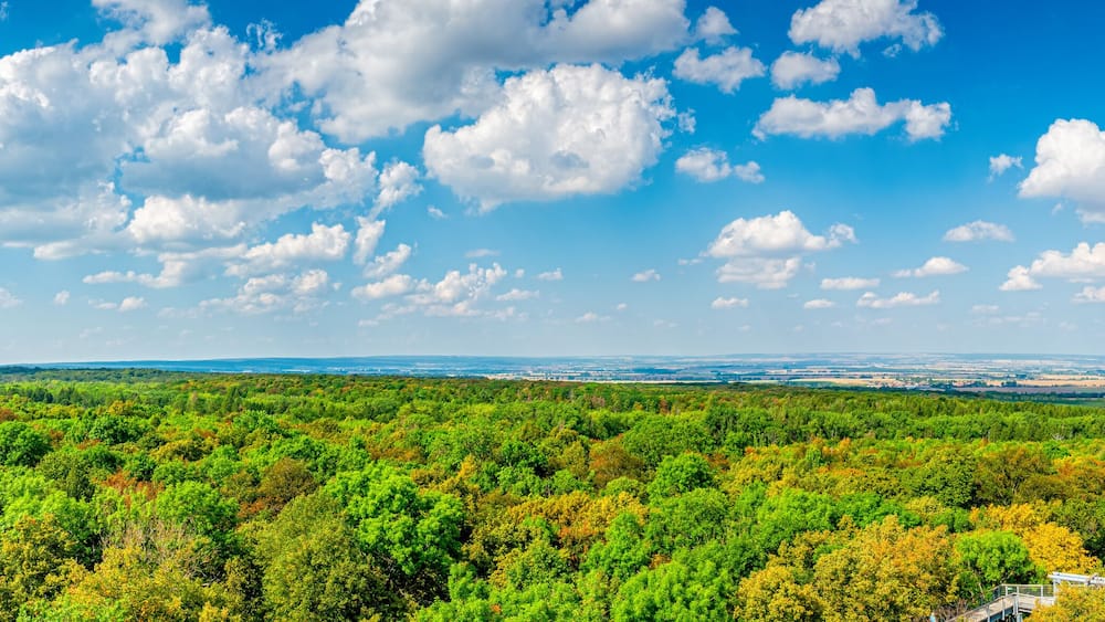 A forested landscape with a viewing platform and a distant city skyline.
