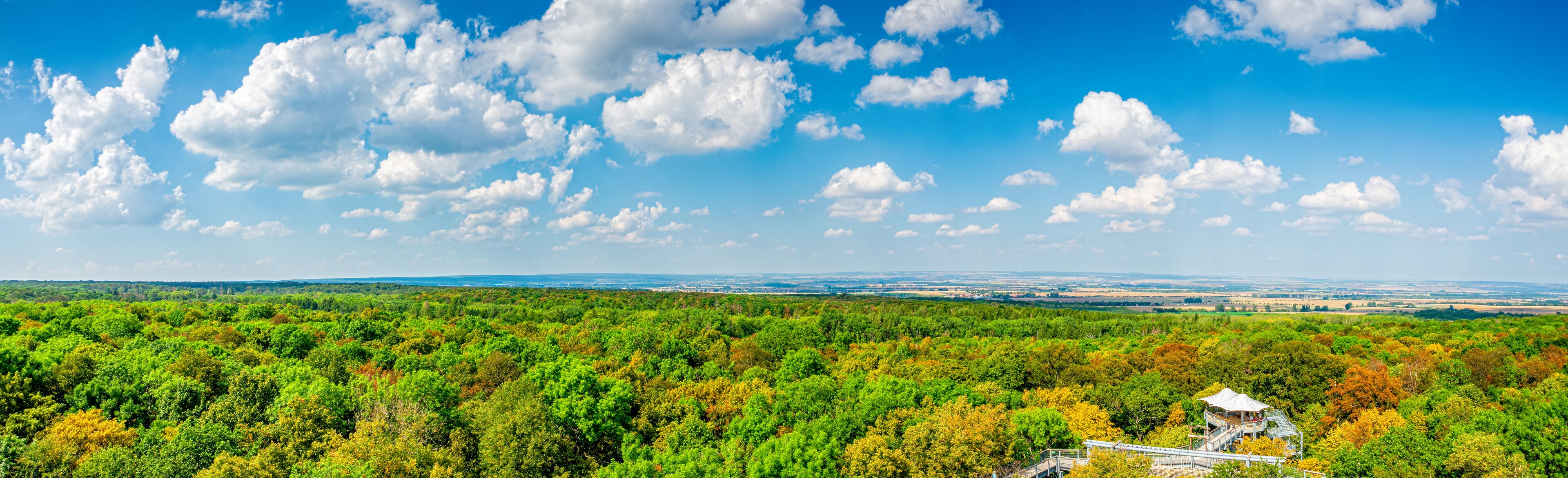 A forested landscape with a viewing platform and a distant city skyline.