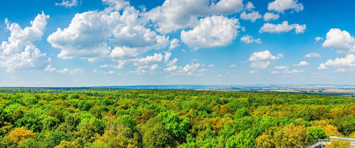 A forested landscape with a viewing platform and a distant city skyline.
