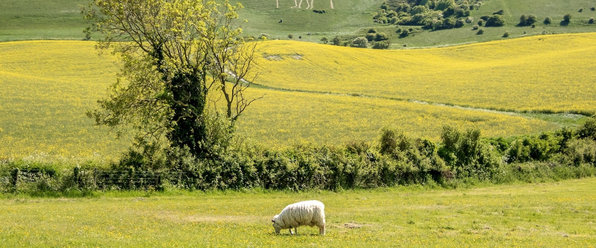 A green field with a sheep, a tree, and a hill with a fence in the background.