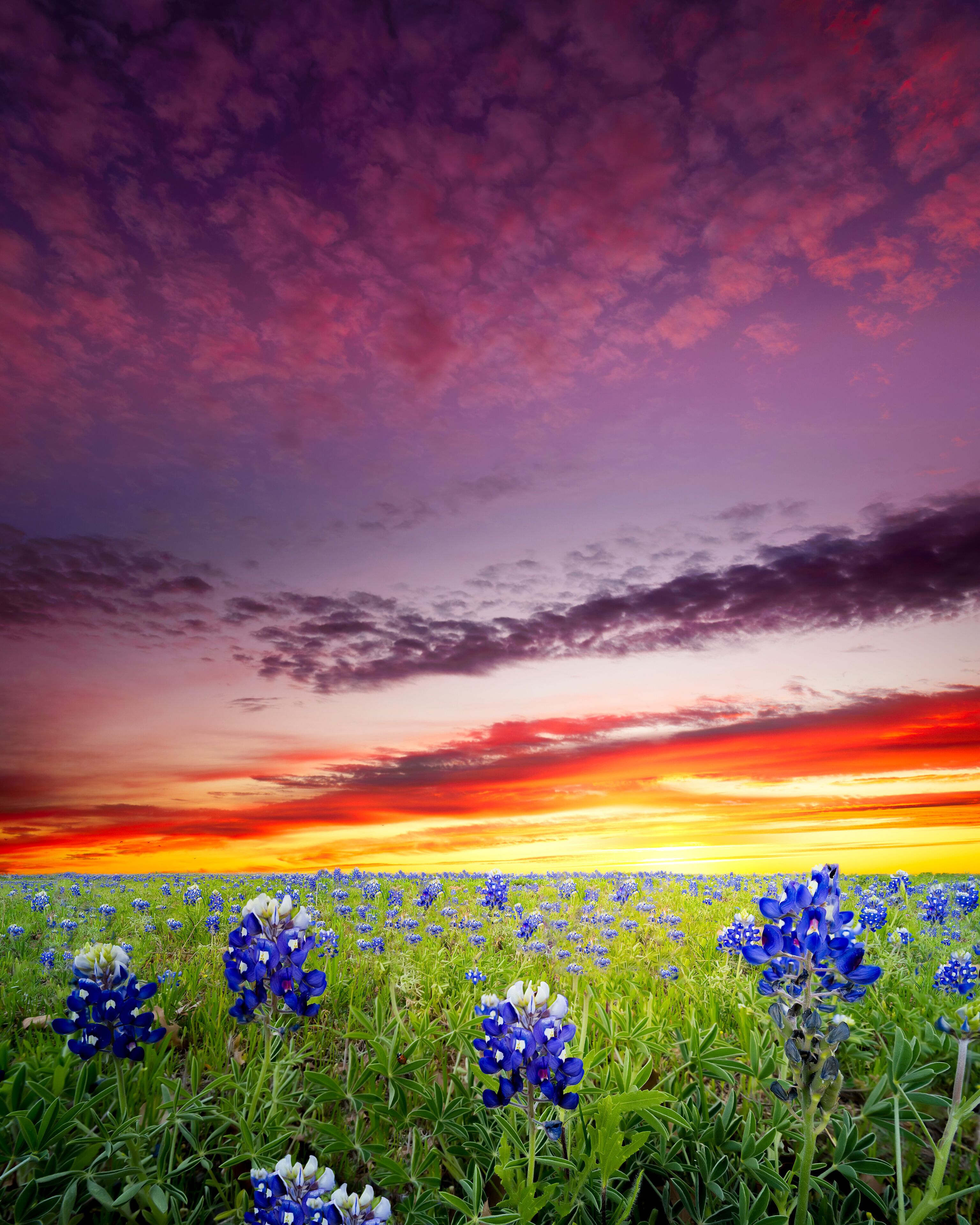 Bluebonnet Fields in Texas