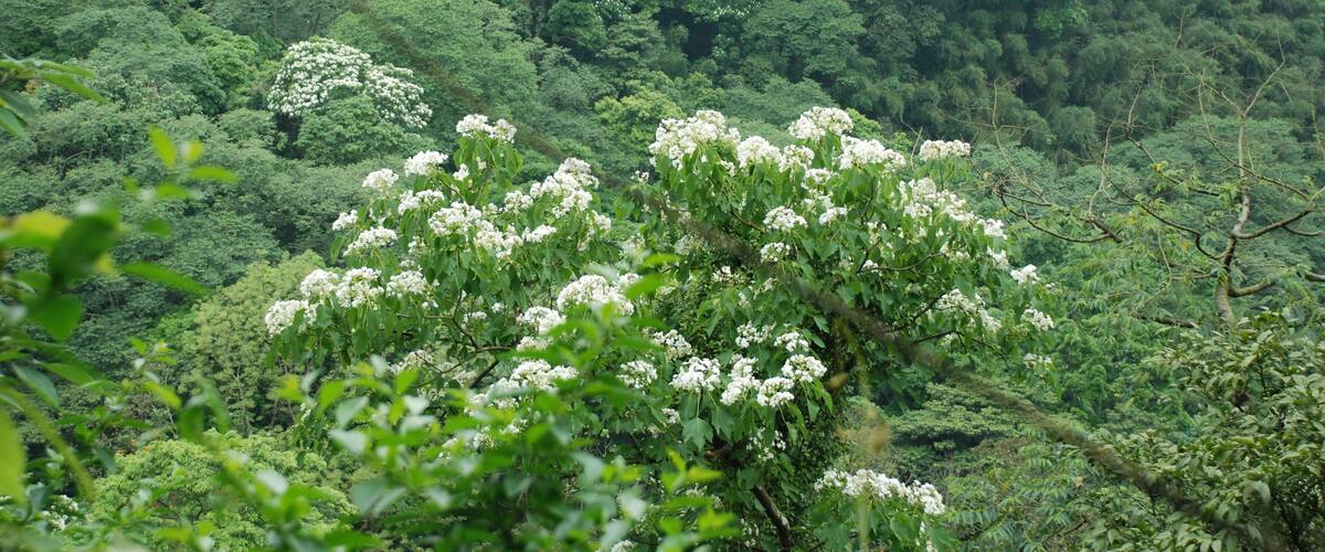 315, Taiwan, ๆฐ็ซน็ธฃๅณจ็้ๆนๅ
ๆ