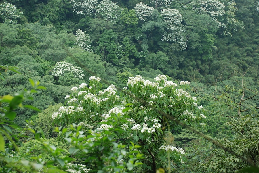 315, Taiwan, 新竹縣峨眉鄉湖光村