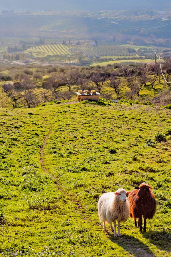Monti Palazzo Adriano