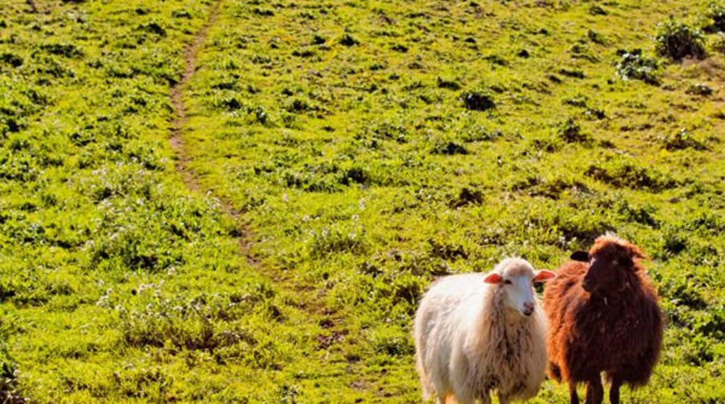 Monti Palazzo Adriano