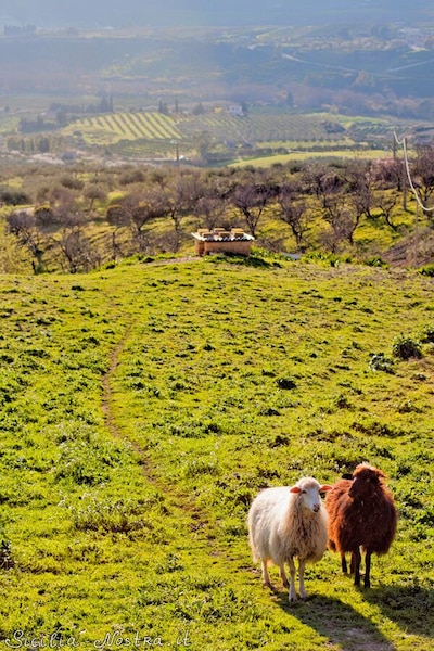 Monti Palazzo Adriano