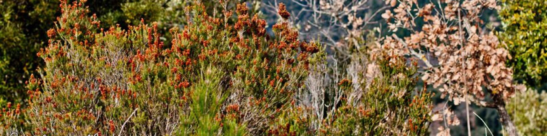 Monti Palazzo Adriano