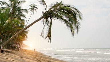 A beach with palm trees and the ocean.
