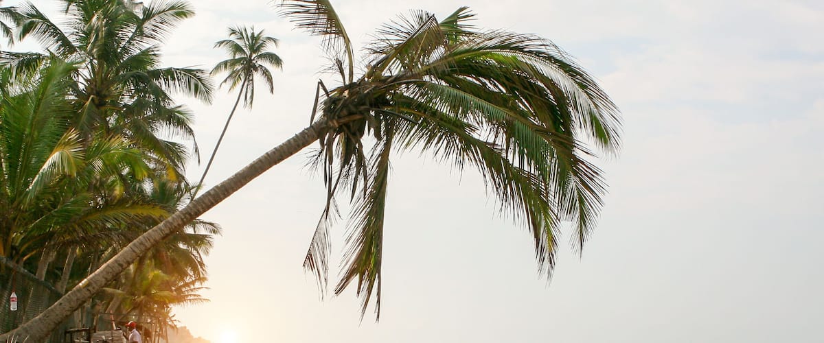 A beach with palm trees and the ocean.