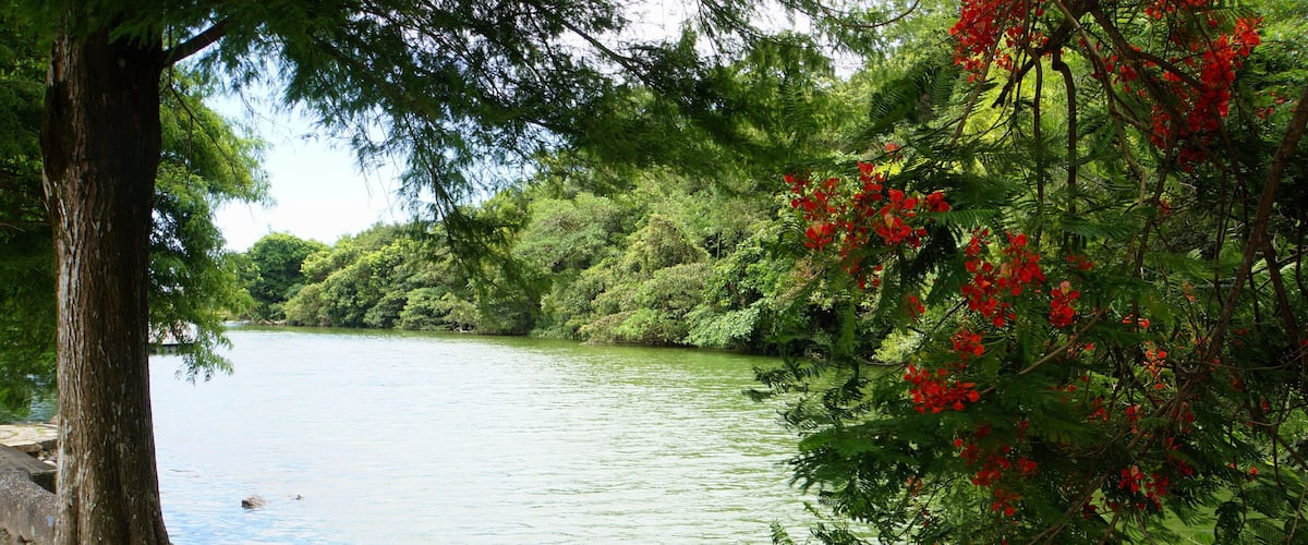 A river with a tree on the left and red flowers on the right.