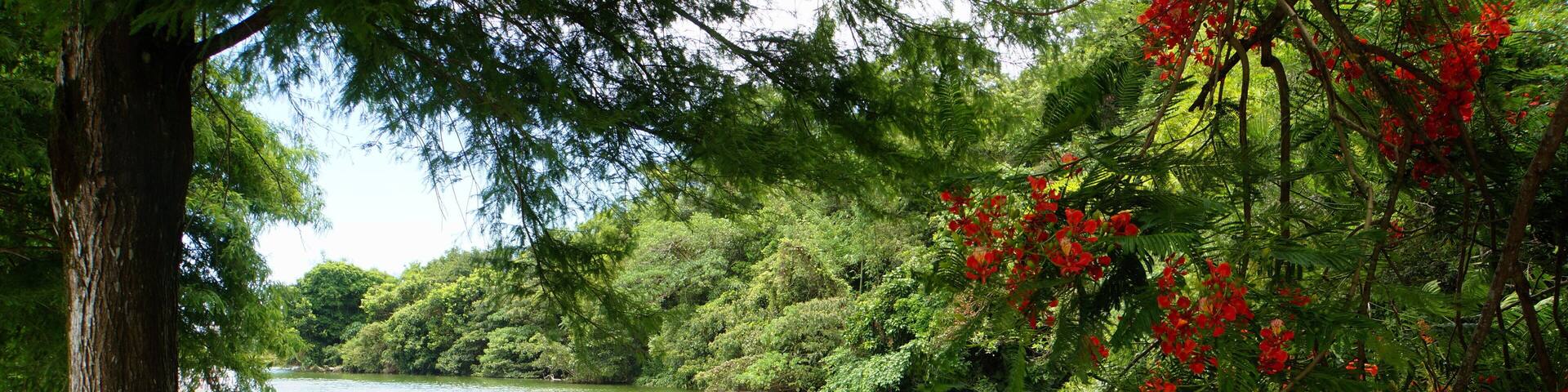 A river with a tree on the left and red flowers on the right.