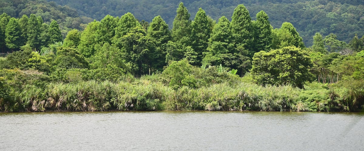 Ein Fluss mit üppigem Grün und Hügeln im Hintergrund.