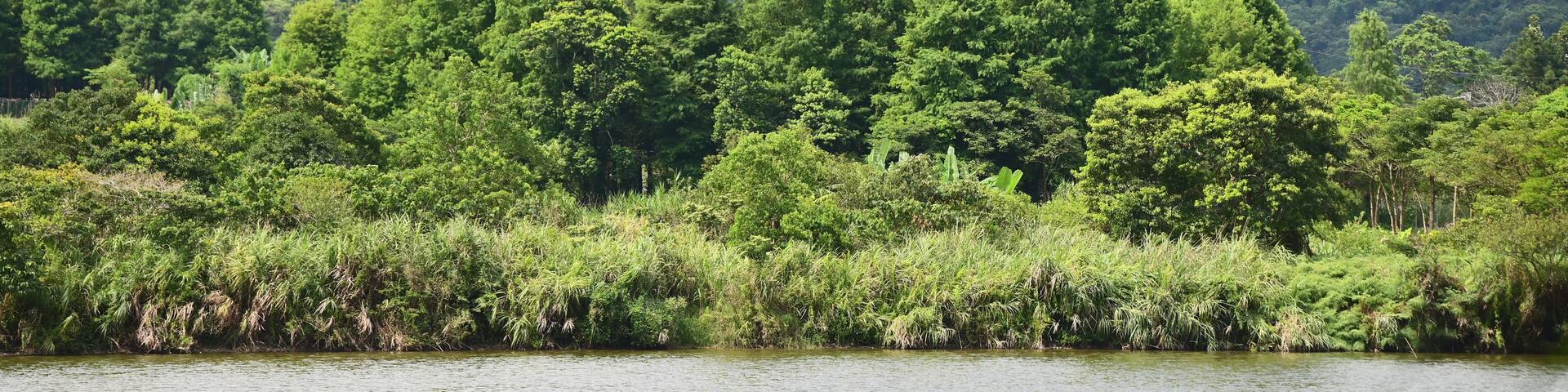 A river with dense green vegetation and hills in the background.