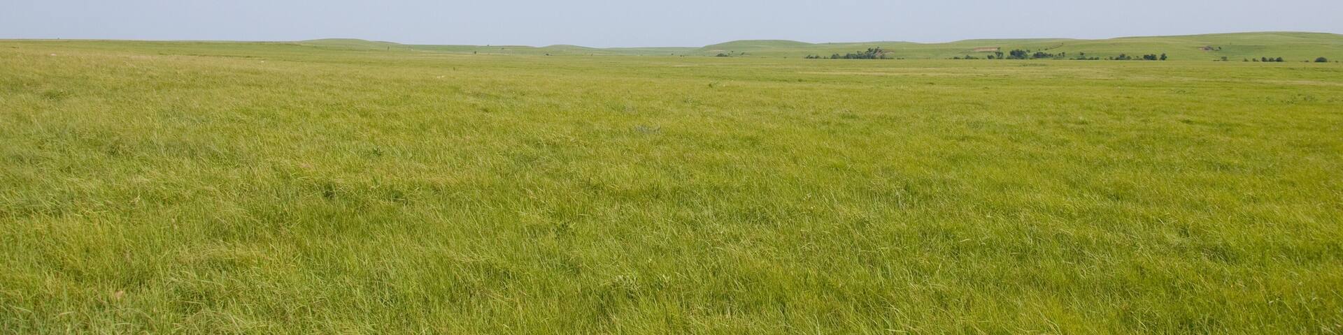 Lush green spring grass in wide open prairie pasture in late spring