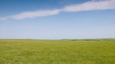Lush green spring grass in wide open prairie pasture in late spring