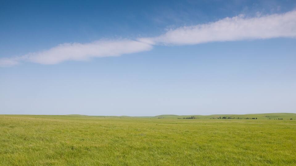 Lush green spring grass in wide open prairie pasture in late spring