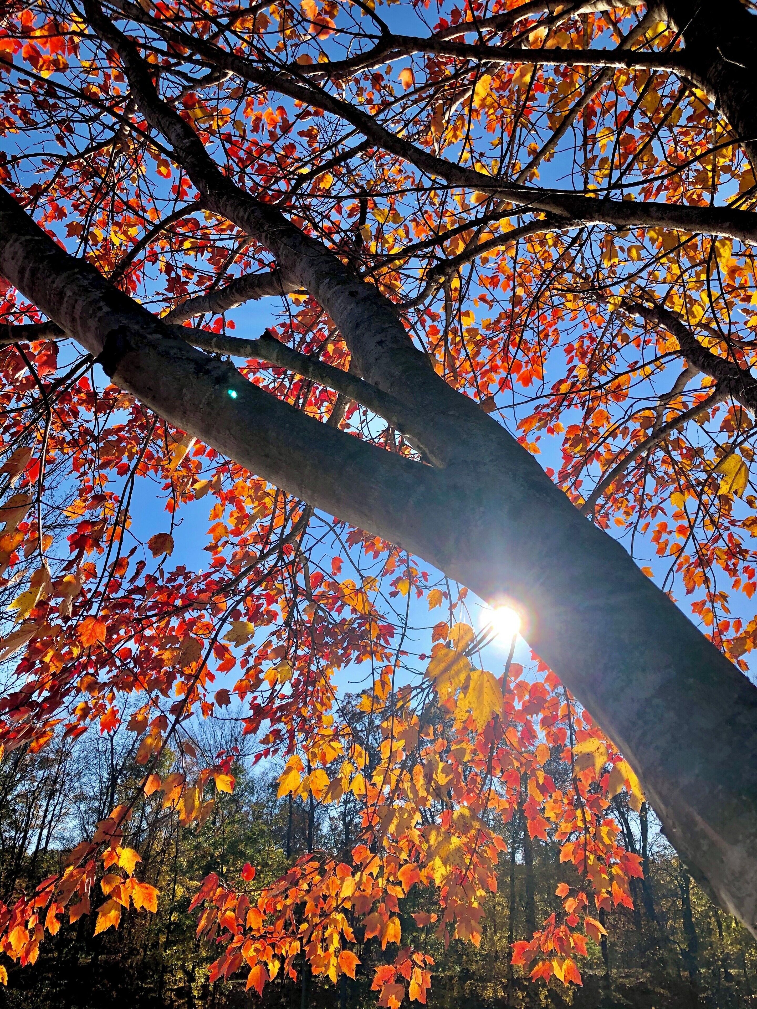 Autumn leaves and the sun are a great pair!