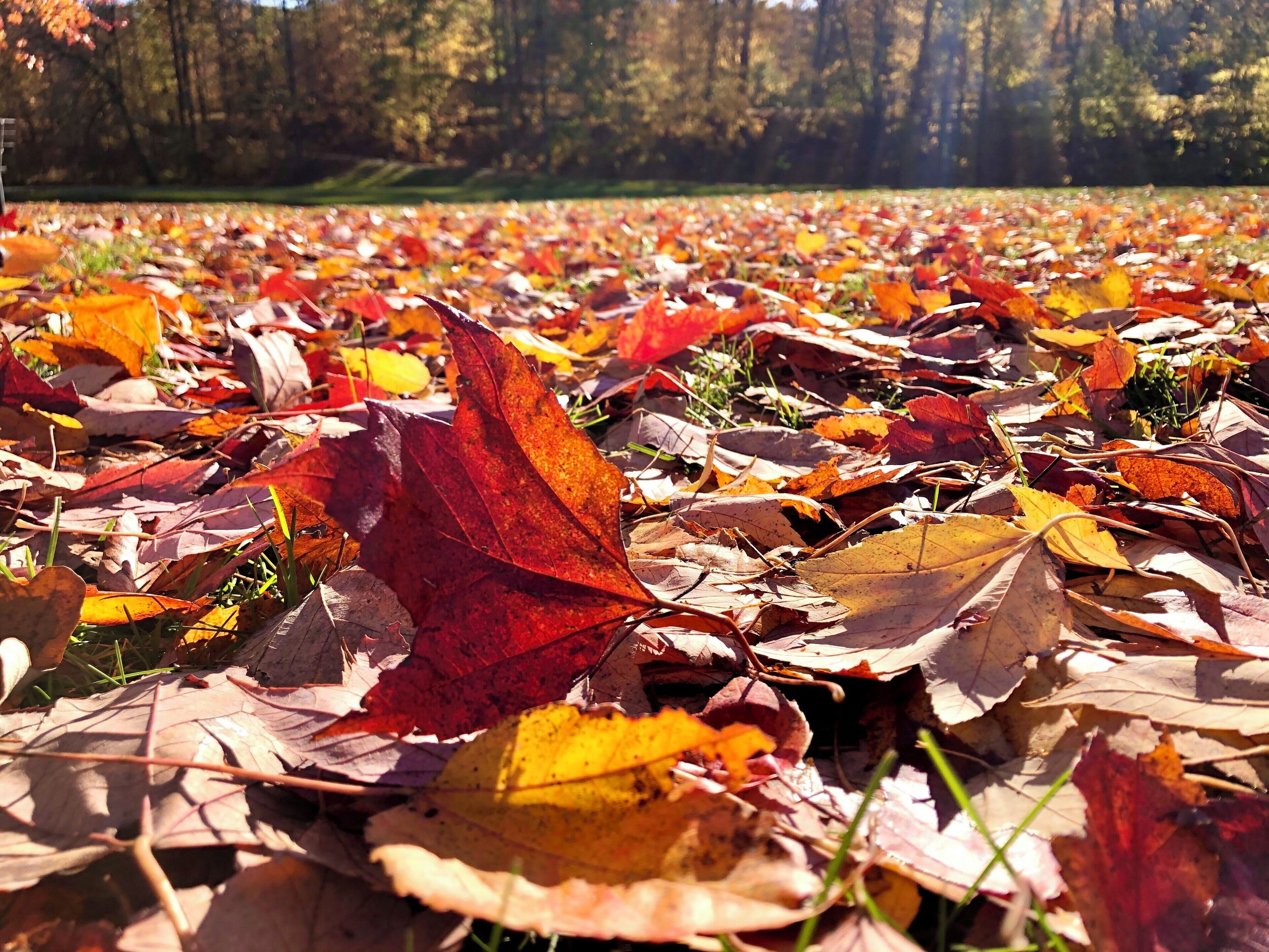 It’s autumn! ‘Nuff said...