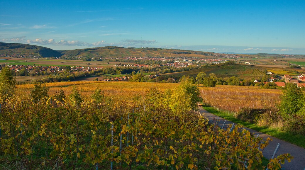 Herbst im Elsass bei Scharrachbergheim