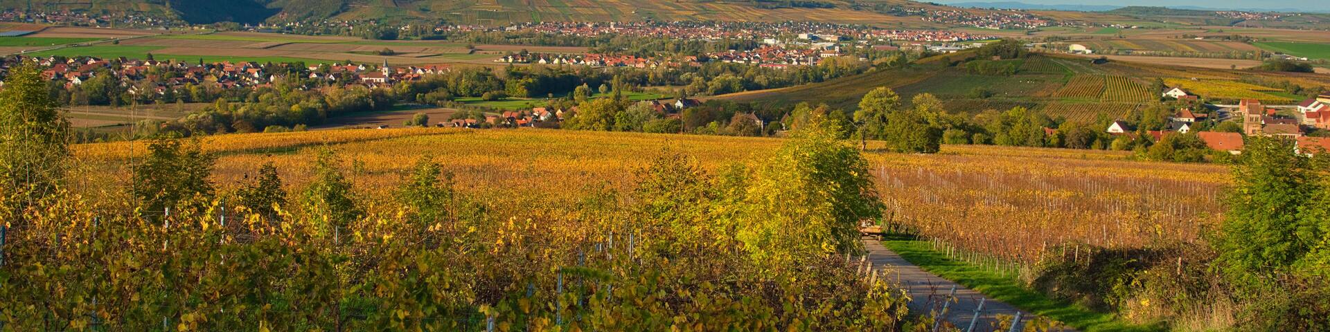 Herbst im Elsass bei Scharrachbergheim