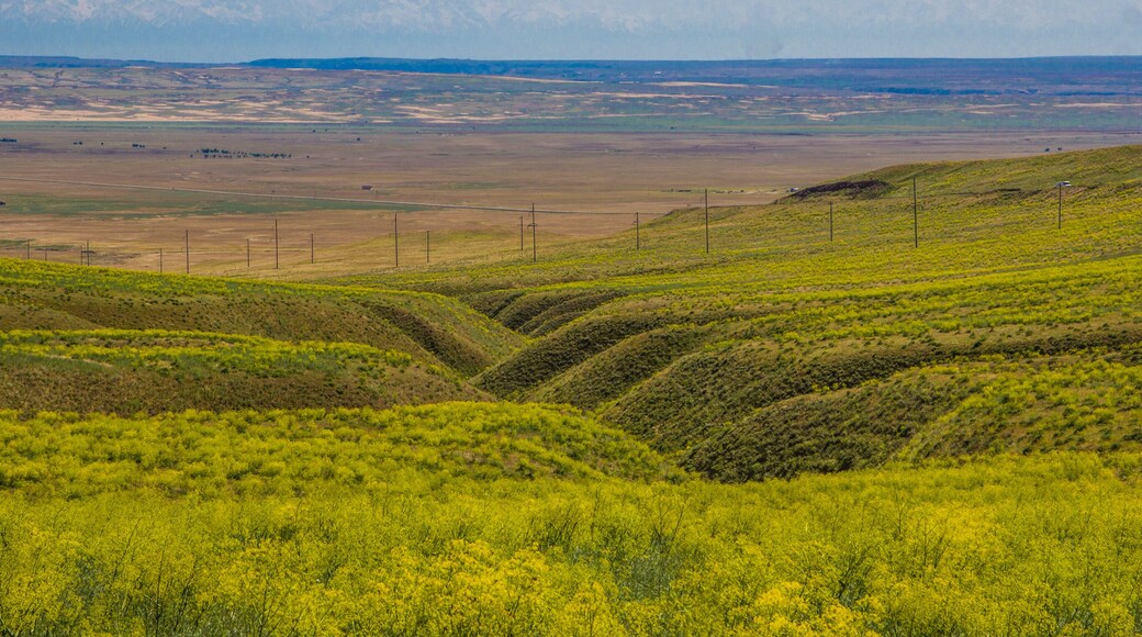 Blooming yellow steppe in spring, Kazakhstan