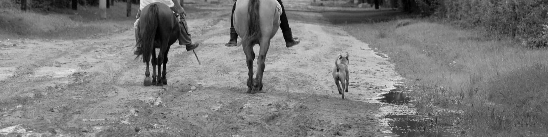 'Go riding
At sunset. For two or three hours. The dust, the wild parrots, and the gaucho hats of the guides will add a certain je-ne-sais-quoi to your experience. Argentina has a great tradition in horses and in horseback riding and exploring the wetlands on top of a beautiful animal should not be missed.'