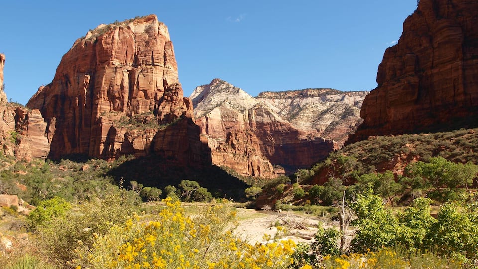 A canyon with red rock formations and yellow wildflowers.