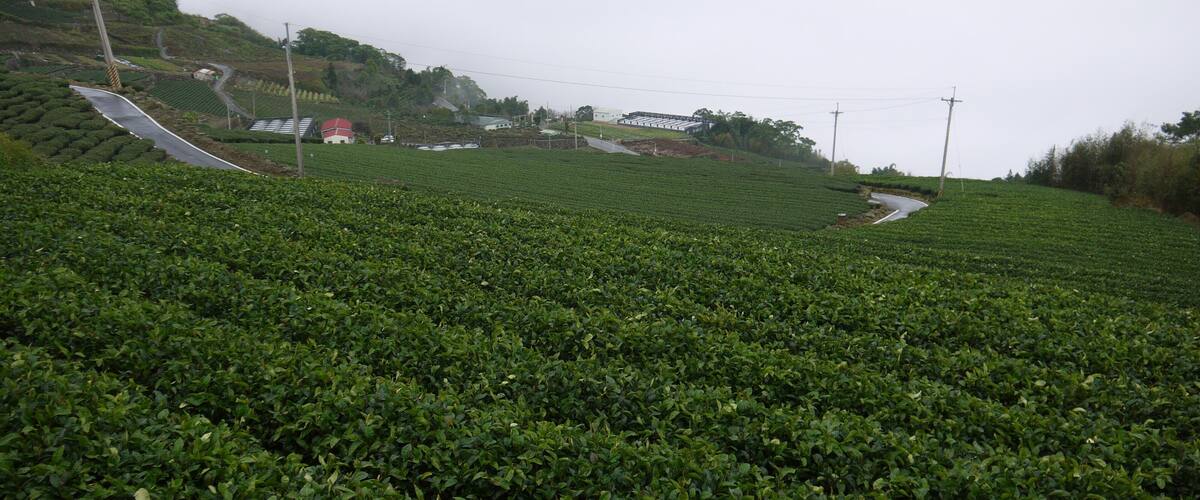 A lush green tea plantation with a winding road and a small building in the distance.