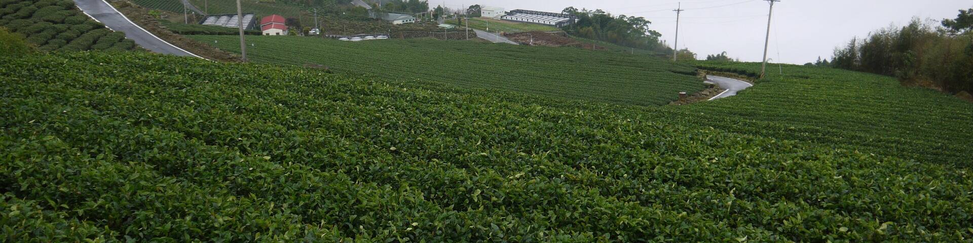 A lush green tea plantation with a winding road and a small building in the distance.
