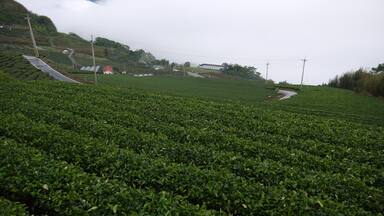 Una exuberante plantación de té verde con un camino serpenteante y un pequeño edificio a lo lejos.