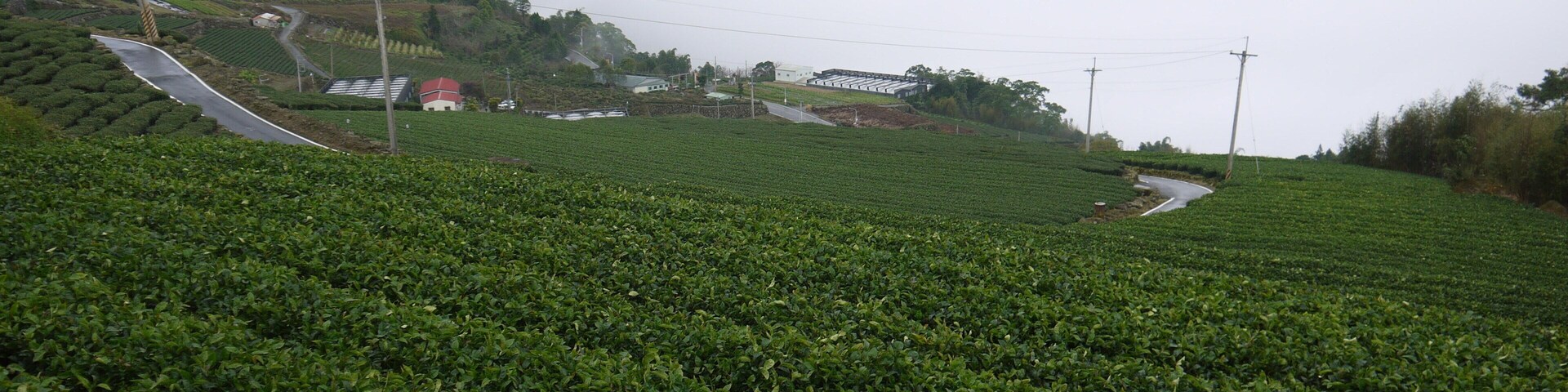 Uma plantação de chá verde exuberante com uma estrada sinuosa e um pequeno edifício ao longe.