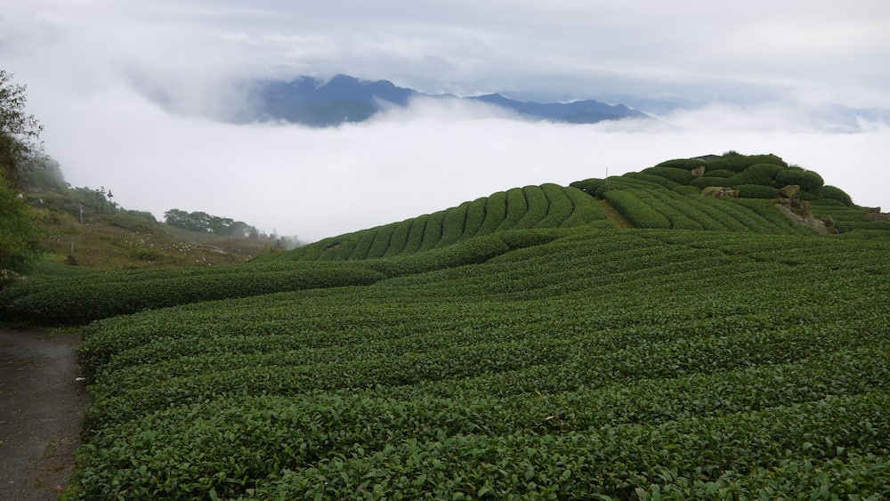 嘉義縣番路鄉 隙頂茶園
