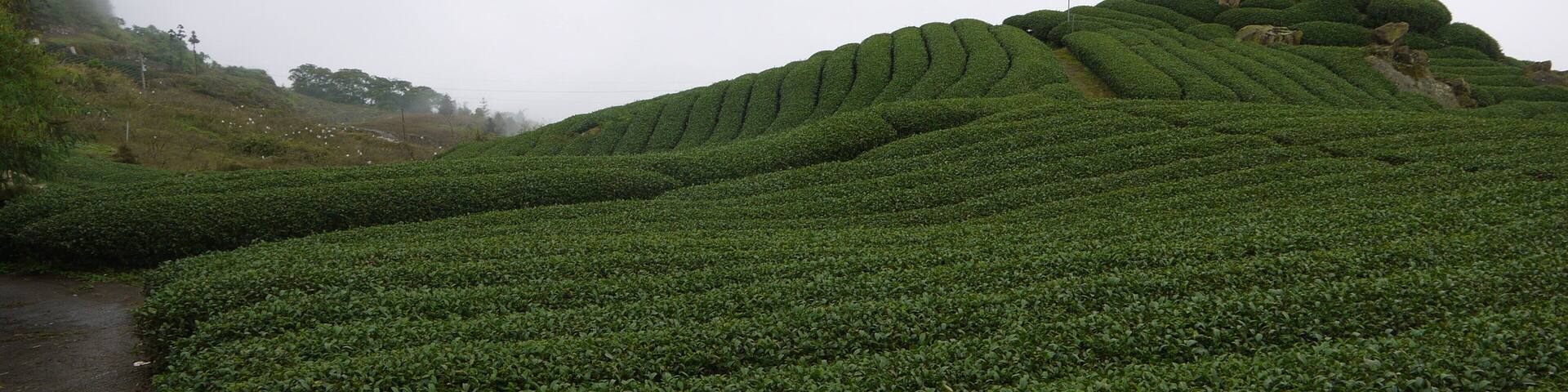 嘉義縣番路鄉 隙頂茶園